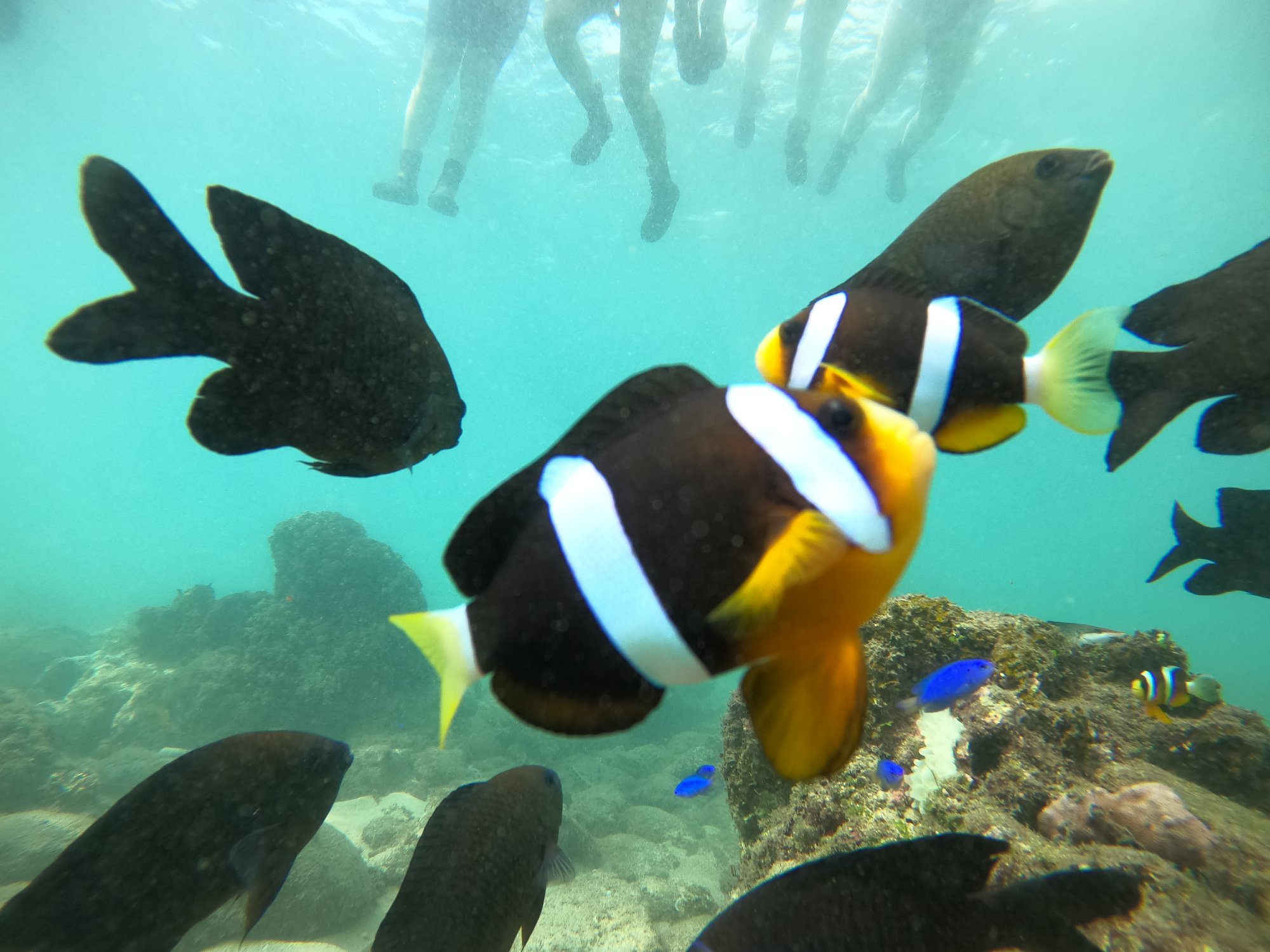 澎湖旅遊-專業浮潛